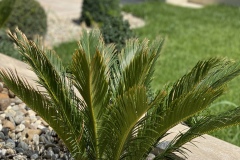 cycas